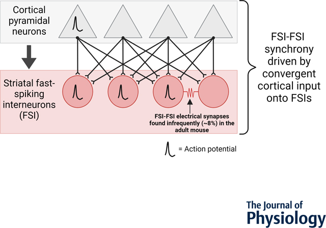 graphic file with name nihms-1792327-f0007.jpg