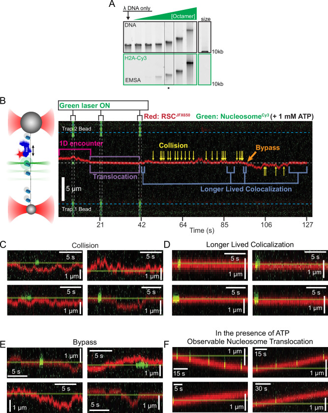 Figure 3—figure supplement 1.