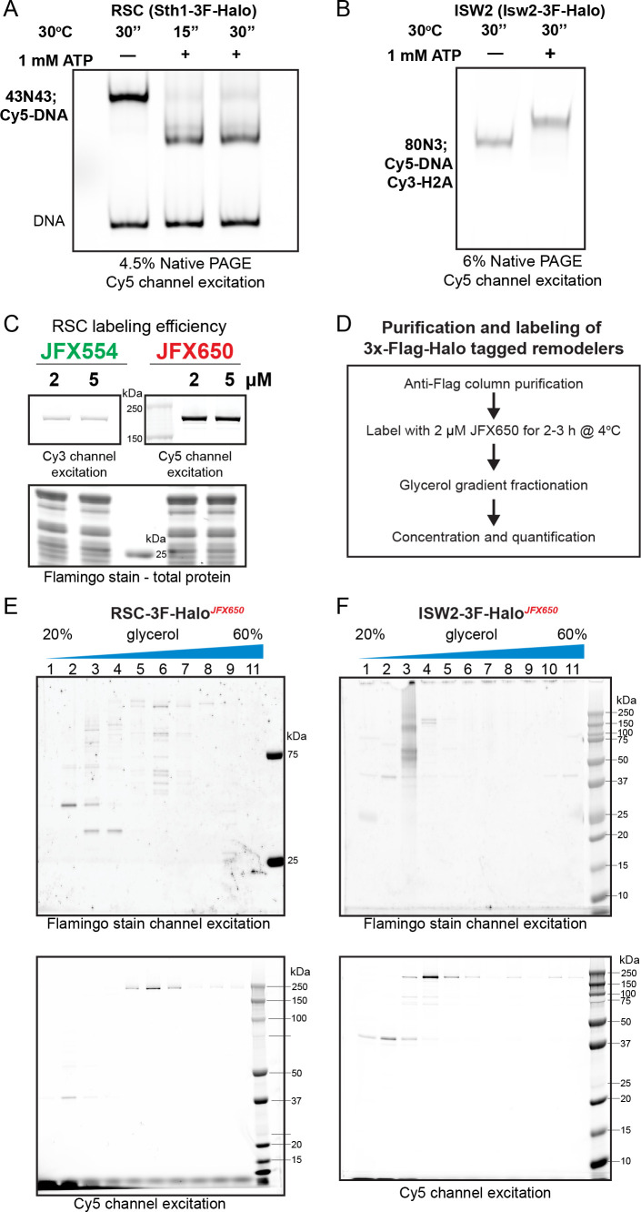 Figure 1—figure supplement 2.