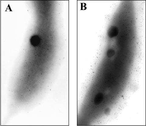 FIG. 5.