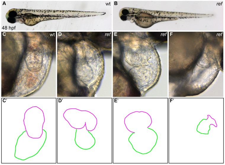 Figure 1—figure supplement 1.