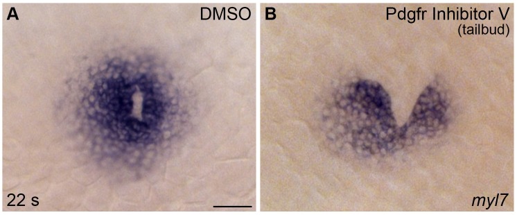 Figure 5—figure supplement 1.