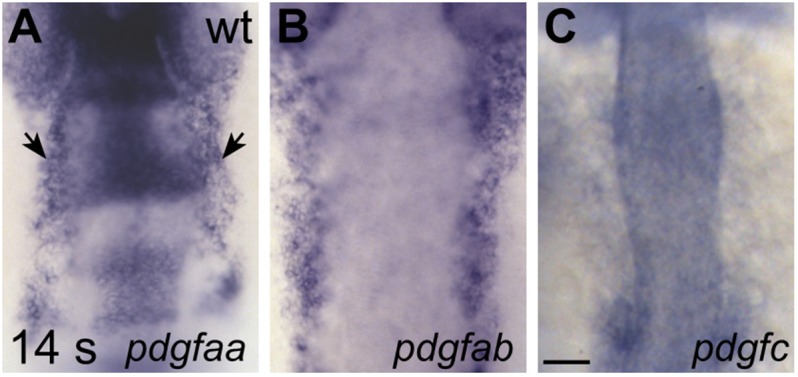 Figure 7—figure supplement 1.