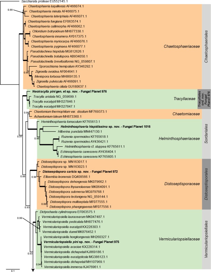 Overview other orders (Sordariomycetes) phylogeny – part 1