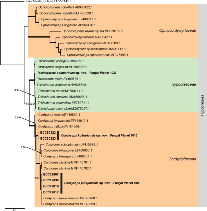 Overview Cordycipitaceae and Ophiocordycipitaceae (Hypocreales, Sordariomycetes) phylogeny