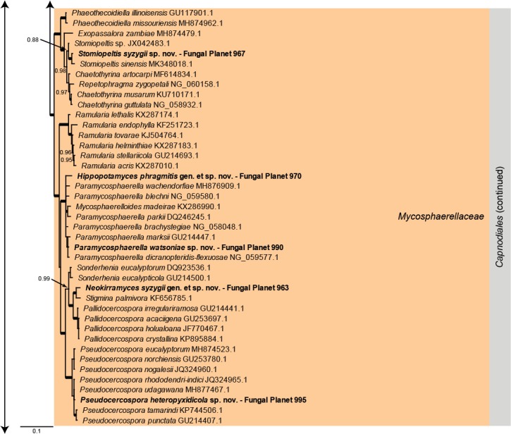 Overview Dothideomycetes phylogeny – part 1