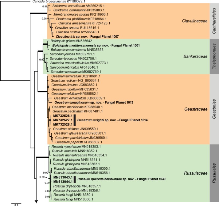 Overview Agaricomycetes (Basidiomycota) phylogeny – part 1