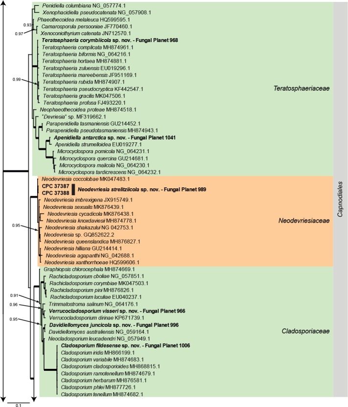 Overview Dothideomycetes phylogeny – part 1