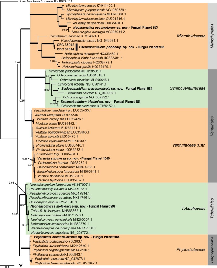 Overview Dothideomycetes phylogeny – part 1