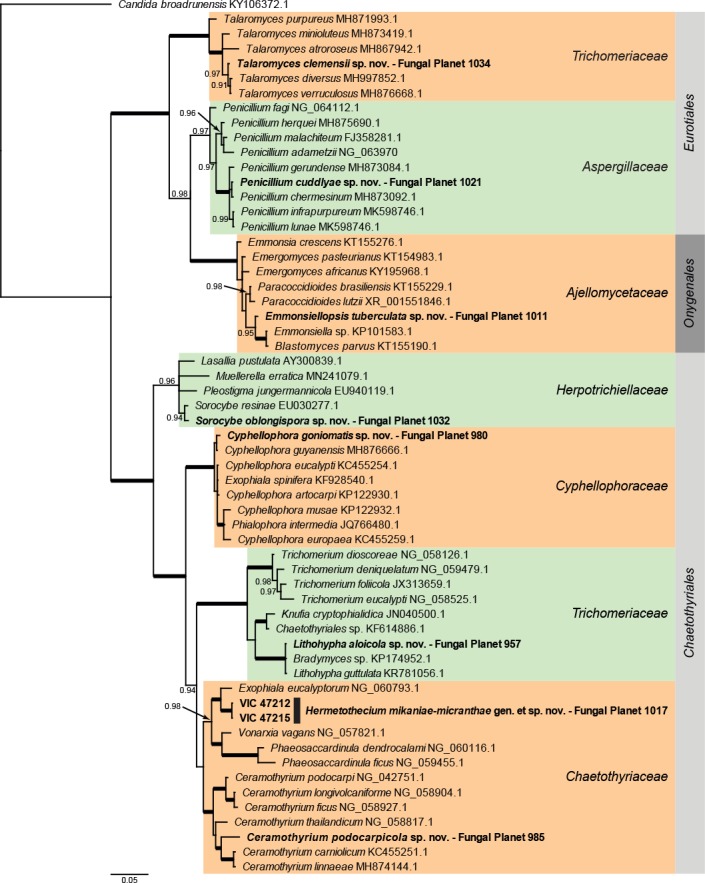 Overview Eurotiomycetes phylogeny