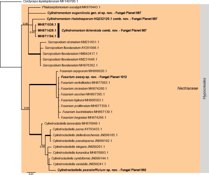 Overview Nectriaceae (Hypocreales, Sordariomycetes) phylogeny