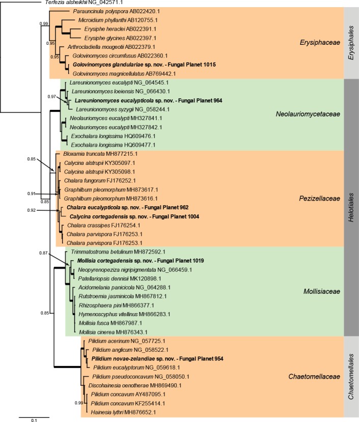 Overview Leotiomycetes phylogeny