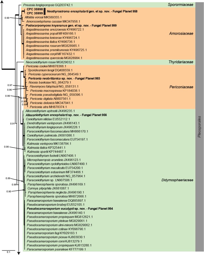 Overview Dothideomycetes phylogeny – part 1