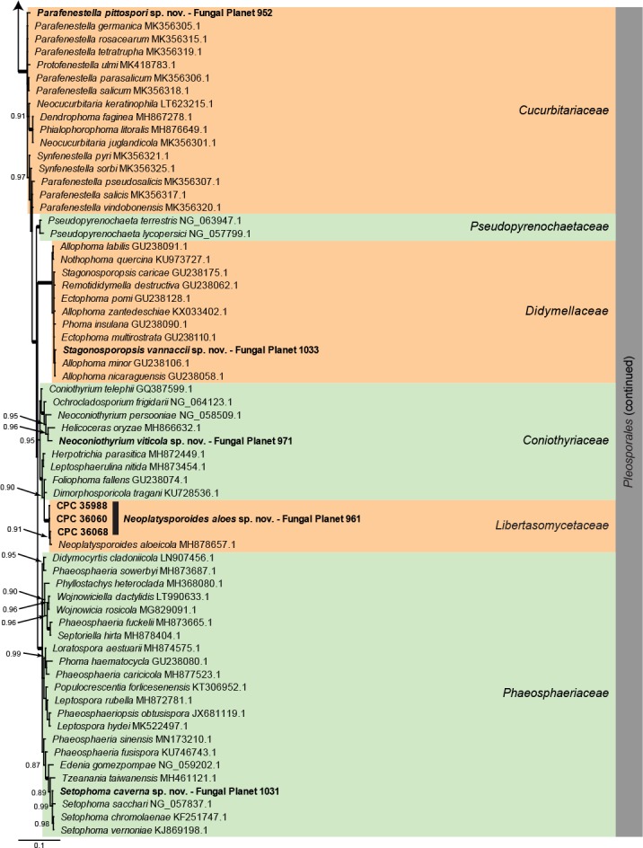 Overview Dothideomycetes phylogeny – part 1