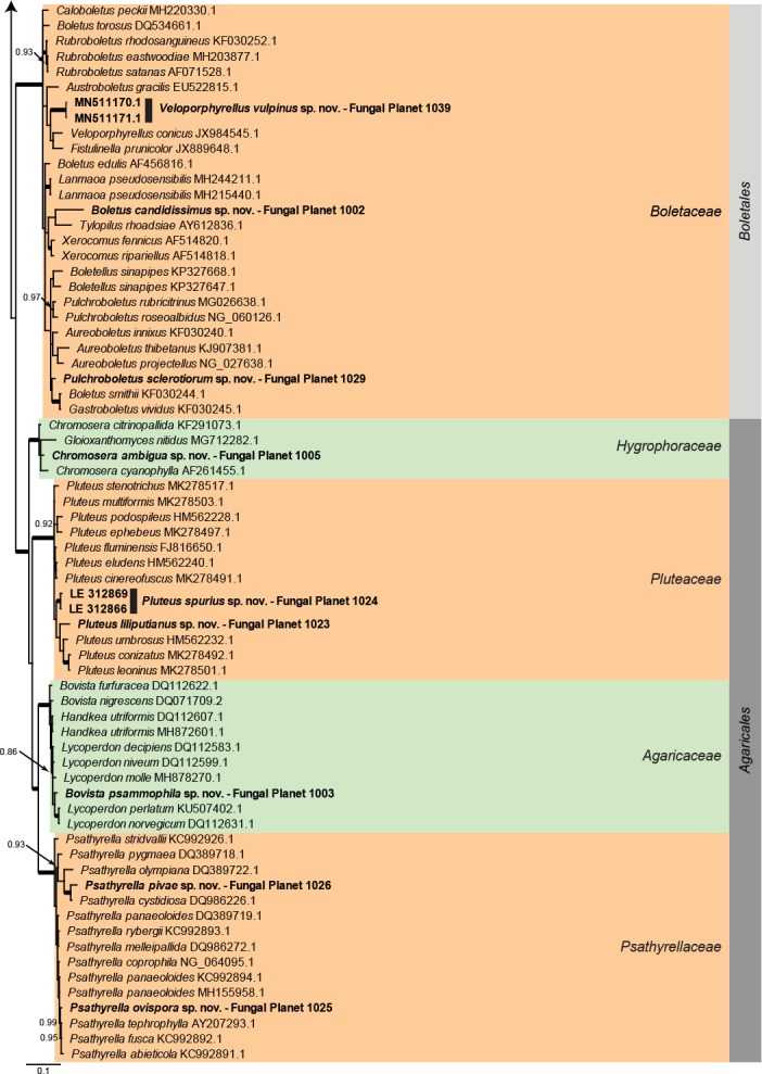 Overview Agaricomycetes (Basidiomycota) phylogeny – part 1