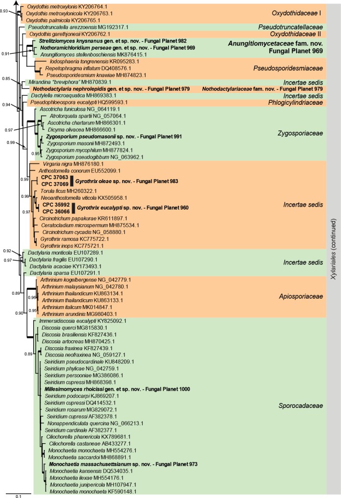 Overview Xylariales (Sordariomycetes) phylogeny – part 1