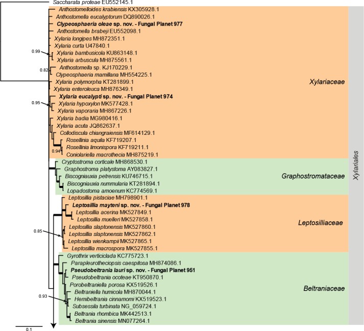 Overview Xylariales (Sordariomycetes) phylogeny – part 1