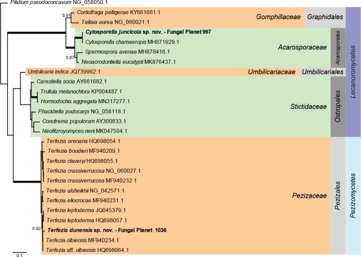 Overview Lecanoromycetes and Pezizomycetes phylogeny