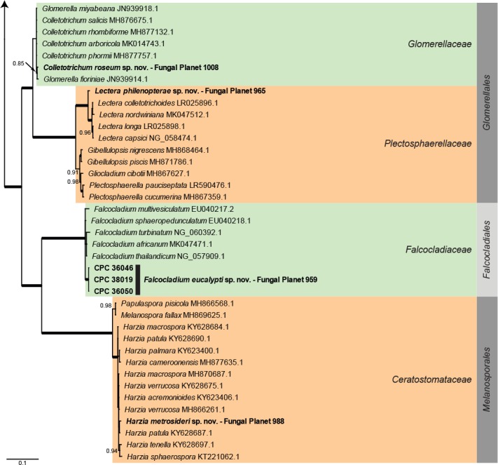 Overview other orders (Sordariomycetes) phylogeny – part 1