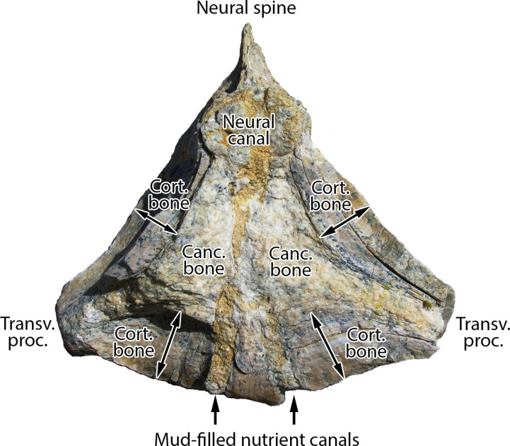 Fig 3