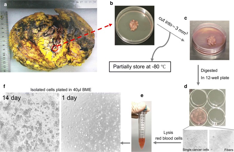 Fig. 3