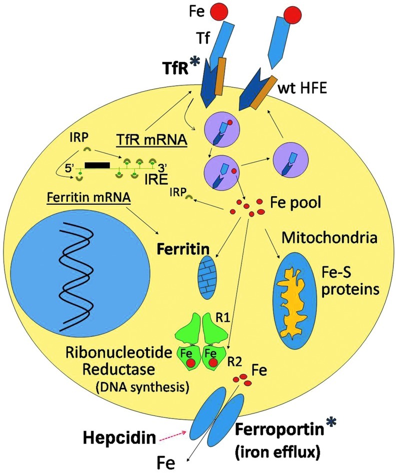 FIG. 1.