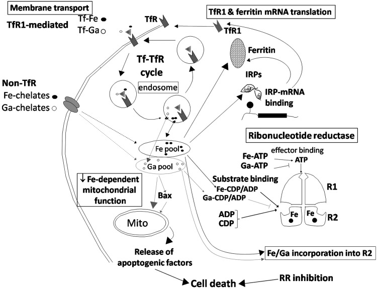 FIG. 2.