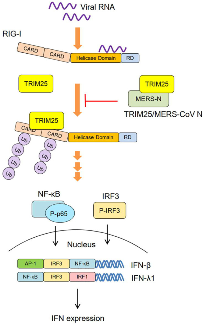 FIG 8