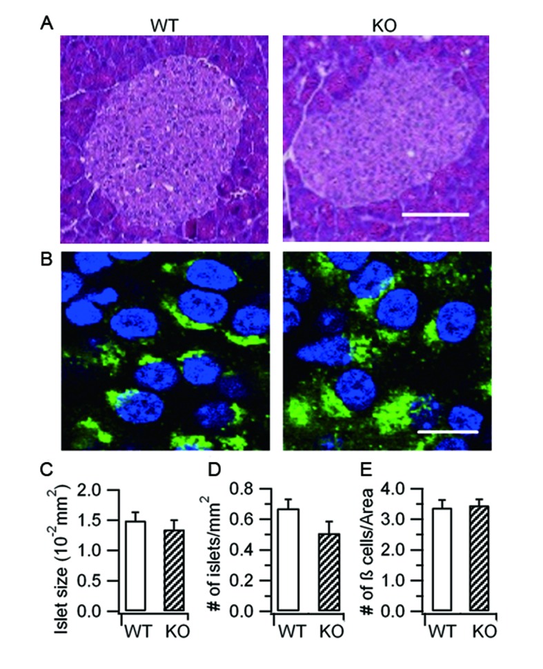 Figure 1—figure supplement 2.