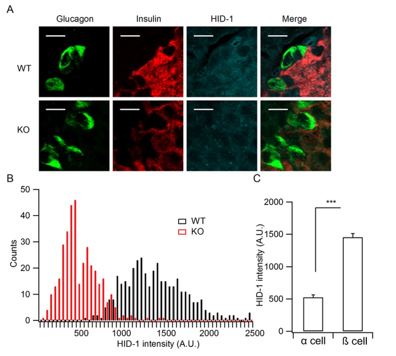 Figure 1—figure supplement 1.