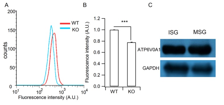 Figure 6—figure supplement 1.