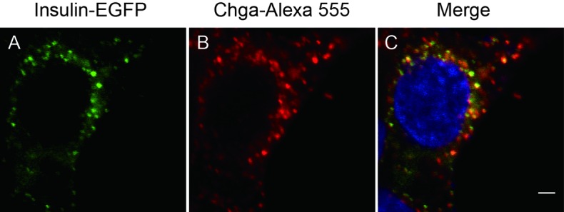 Figure 5—figure supplement 1.