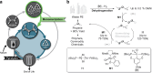 Figure 20