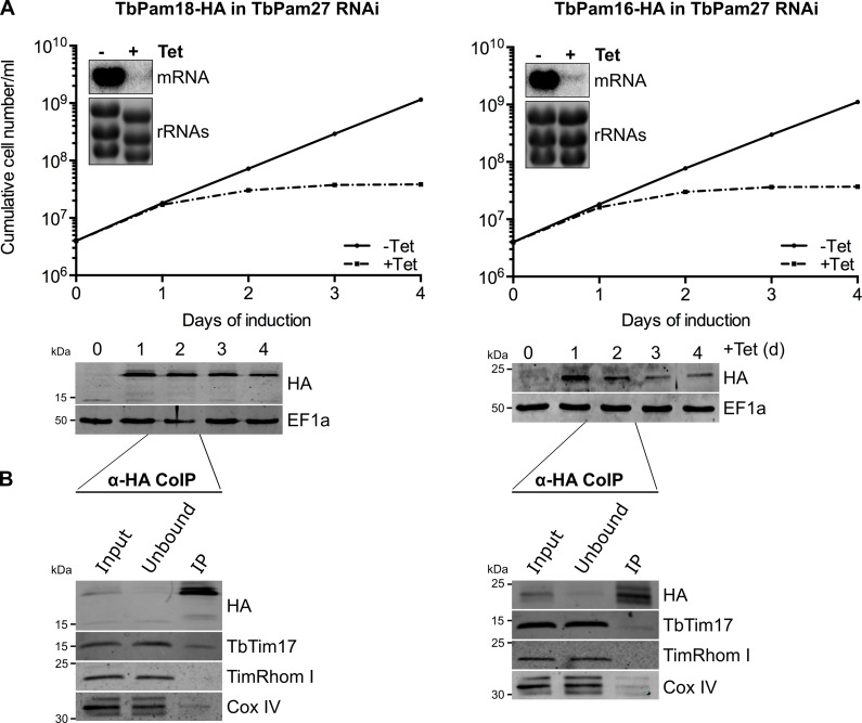 Figure 6—figure supplement 1.