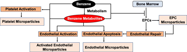 graphic file with name nihms-1747912-f0007.jpg