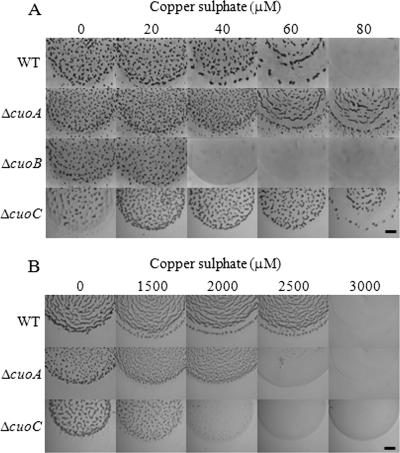 FIG. 2.