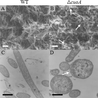 FIG. 8.