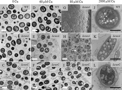 FIG. 9.