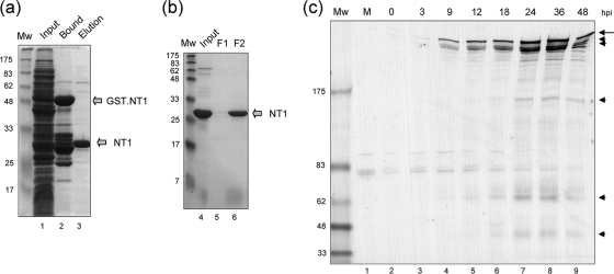 FIG. 1.