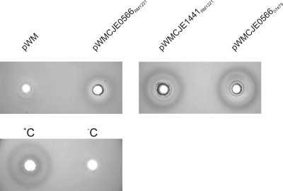 FIG. 2.