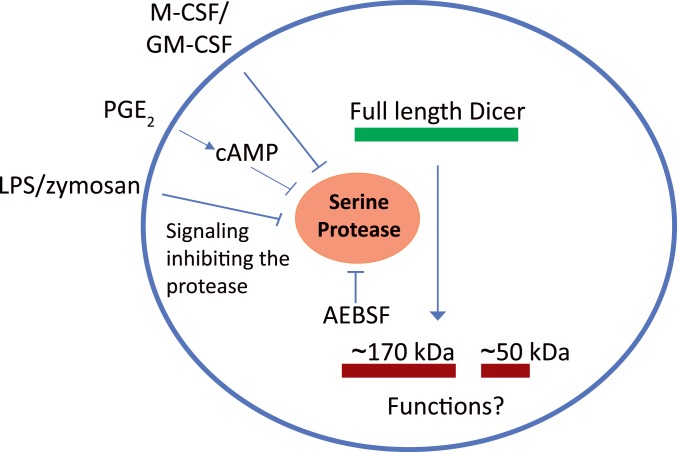 Fig. 8.