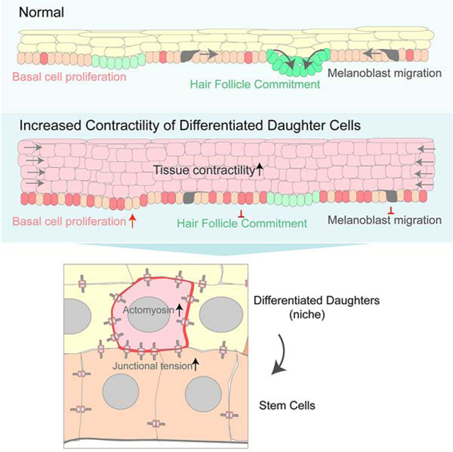 graphic file with name nihms-1646768-f0001.jpg