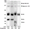 FIGURE 1 |