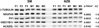 Figure 3.—