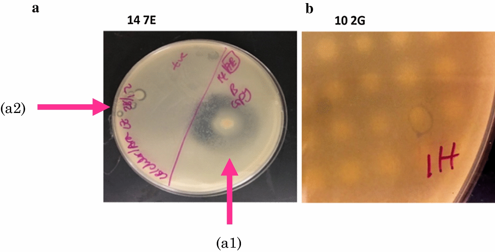 Fig. 2