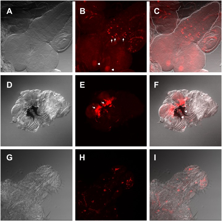 Fig 7