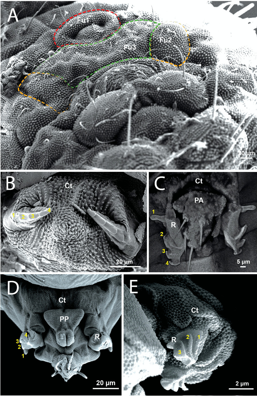 Fig. 2