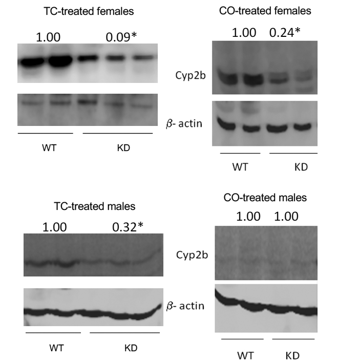 Fig. 3: