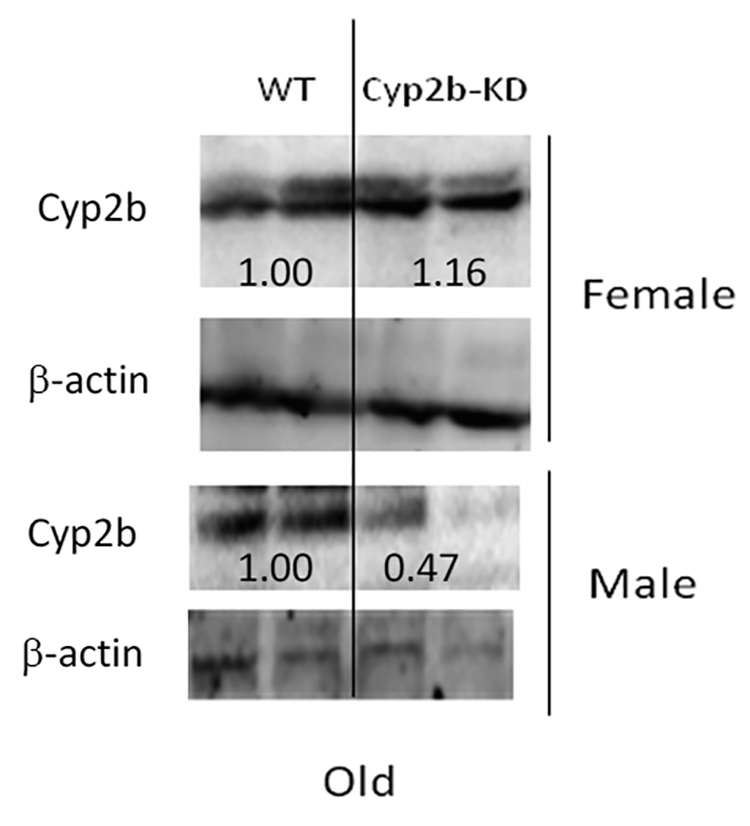 Fig. 5: