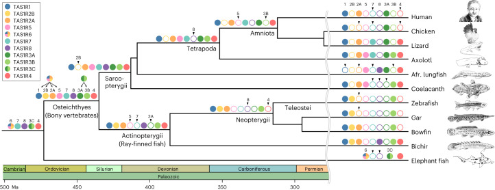 Fig. 2